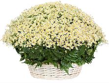 Цветочная композиция из Ромашки в корзине #REPLACE_PRED# Дульдурге